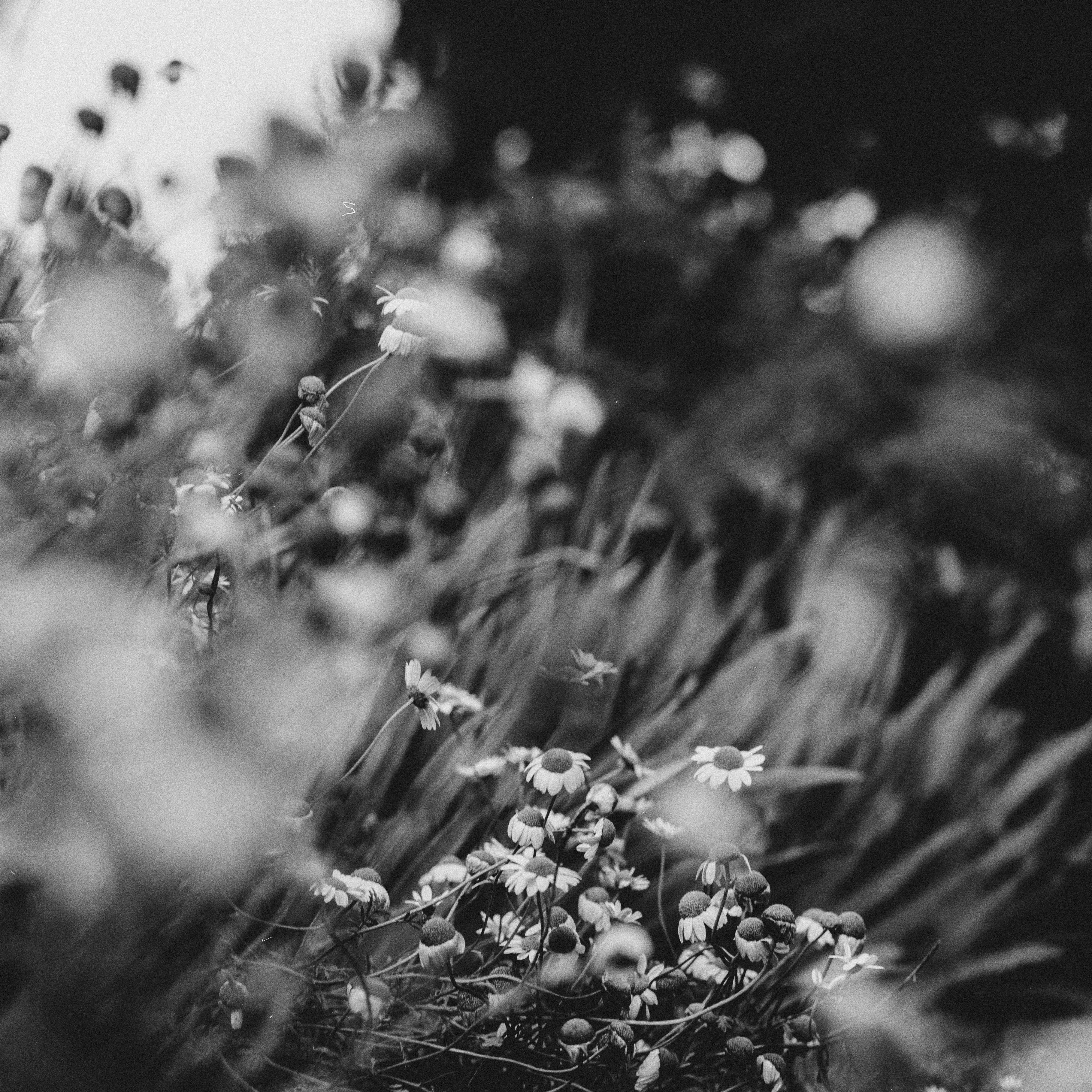 grayscale photo of flower buds